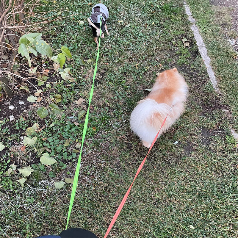 Reflective Dual Dog Leash with LED Lights